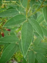 Image result for Cajanus