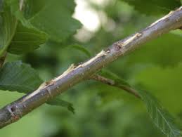 Image result for argyresthia thuiella thuja symptoms