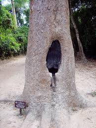 Image result for Dipterocarpaceae