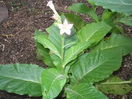 Image result for Nicotiana tabacum