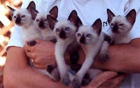 Jenis - Jenis Kucing Siam (Siamese Cats)