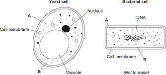 B) animal cells have vacuoles. Http Www Mountgrace Herts Sch Uk Force Download Cfm Id 2595