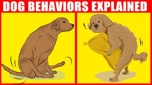 Any sudden movement from the dogs may cause the male to. Why Dogs Get Stuck After Mating Breeding Process Explained Youtube