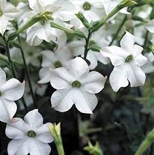 Per facilitarti la ricerca li dividiamo in base alla stagione. Fiori Bianchi Classificazione E Migliori Varieta Per Il Giardino
