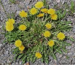 Image result for Taraxacum