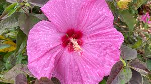 Image result for Hibiscus physaloides