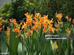 Image result for Cannaceae