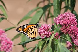 Monarch Butterfly Feeds On Red Milkweed Order Your Milkweed Seeds Today And Help Our Monarchs Monarch Butterfly Wild Flowers Orange Is The New