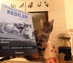 Moonlightcat13 Bir Baska Dunyanin Cocuklari Kediler Banu Aydin Kedi Ayi Cocuk