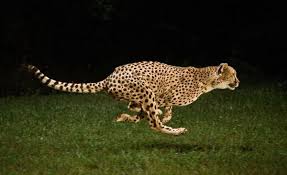 A Cheetah Can Get You Without Hitting Top Speed Focusing On Wildlife Animals Cheetahs Cheetah
