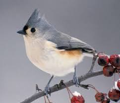 Birds With Tufted Heads Tufted Titmouse Images Yahoo Search Results Titmouse Bird Missouri Birds Titmouse
