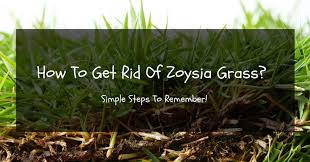 Usually dethatching with a special rake or a vertical mower helps to get rid of a thatch layer. How To Get Rid Of Zoysia Grass Simple Steps To Remember