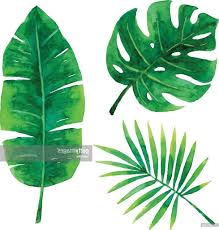 Collection of greenery leaf plant forest herbs tropical leaves spring flora in watercolor style. Unique Watercolor Tropical Leaves Vector Cdr Leaves Vector Acrylic Painting Flowers Watercolor Plants
