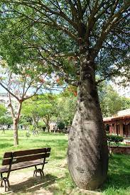 昆士蘭瓶幹樹108 0608 南門公園 tree plants photo