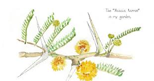 Image result for Acacia karroo