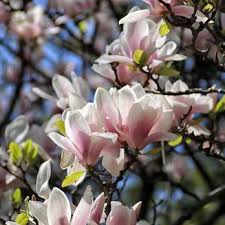 (for ages 16 and up) this event is sold out. Reeves Reed Arboretum 223 Photos 20 Reviews Venues Event Spaces 165 Hobart Ave Summit Nj Phone Number