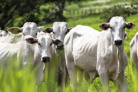 O que é a doença da vaca louca? Tz294m1yhtjcm