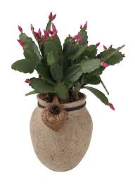 Growing Succulents In Hydroculture Hunker Cactus Care Christmas Cactus Christmas Cactus Plant