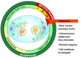 In plant cell cytokinesis, the cell plate develops from the center of the cell towards the lateral walls. Telophase Definition Diagrams Expii
