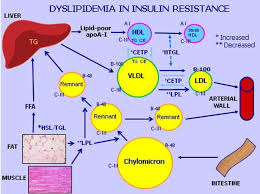 Image result for Hypertriglyceridemia