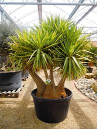 Olive Trees Olive Grove Oundle Olive Trees For Sale Buy Olive Tree Yucca