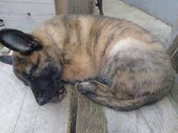 Because dutch shepherd breeders are still few, it's been much easier to uphold responsible the dutch and german shepherds are technically both working dogs. My Friends German Dutch Shepherd Mix After A Busy Day At The Dog Park She Is Very Sweet And I Love Her Aww