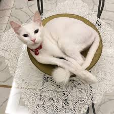 yeni sehpa aksesuarimiz catsofinstagram kedimiseviyorum evdekorasyonu kedi