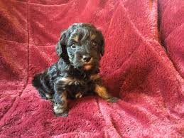 Prairie hill puppies is proud to offer a variety of cavapoo puppies for sale. Porthos 4 Week Old Black Tan Cavapoo Puppy Reba Noah 3 Www Pinewoodcavapoos Com Cavapoo Puppies Dog Allergies Dog Games