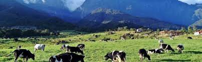 Desa cattle dairy farm kundasang ranau sabah malaysia aerial view. Aftravel Ground Sabah Naturally Desa Dairy Farm 4d3n