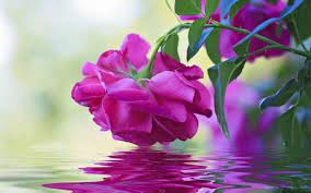 Beautiful soup is licensed under the mit license, so you can also download the tarball, drop the bs4/ directory into almost any python application (or into your library path) and start using it immediately. Beautiful Flowers Wallpaper Free Download Beautiful Flowers Photos Beautiful Flowers Wallpapers Beautiful Rose Flowers