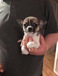 The garland control center is operated 24 hours a day, 365 days per year. Great Chihuahua Puppy Ready For Sale In Garland Texas Classified Americanlisted Com