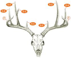 measuring and scoring mule and blacktail deer b c club