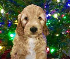 Only a few f1 mini goldendoodle. Top 5 Breeders Of Goldendoodle Puppies In Michigan 2021 We Love Doodles