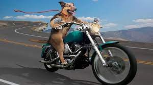 Young man riding motorcycle with surf board on sandy seashore. Dog Riding Motorcycle Aww