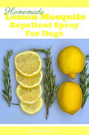 Homemade Lemon Mosquito Repellent For Dogs Mosquito Repellent For Dogs Mosquito Repellent Mosquito Spray