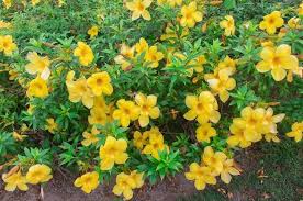 Image result for Allamanda schottii