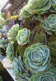 Each issue contains a variety of articles on cacti and succulents, with some guest plants as well. Eclectic Chic Rolling Greens Succulent Gardening Succulents Planting Succulents