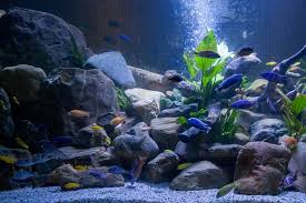 Pin By Scott On Aquarium Fish Aquarium Fish Painting Art