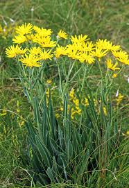 Image result for Ethulia vernonioides