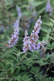 Image result for Vitex harveyana