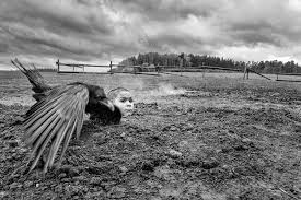 I also eavesdropped in the lobby after several screenings of the shortlisted films to get the audience's. Czech Film The Painted Bird Shortlisted For Oscar Nomination The Prague Reporter