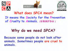 The spca is a nationwide organization with thousands of shelters around the country, which is serviced by both paid employees and. Cat T Etc To Continue The Snake You Must Use The Last Letter Of The Following Ppt Download