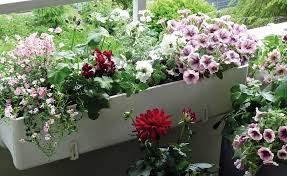 Video Balkonkasten Mit Sommerblumen Bepflanzen Balkon Blumen Sommerblumen Pflanzideen