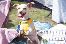 Adopt a dog or cat puppy or kitten in atlantaatlanta pet rehoming network helps keep beloved family pets out of shelters. Home Rescue Dog Games