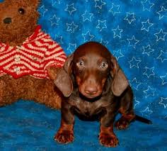 Black and tan dachshund, long haired dachshund, blue dachshund puppies and more. Dachshund Puppies For Sale Ogden Ut 263256 Petzlover