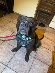 Does this baby belong to anyone in the Provo area. A sweet couple knocked 