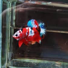 Koi Galaxy Hmpk Hewan Ikan Wallpaper Ponsel