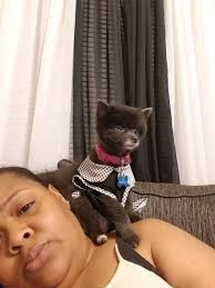 Hi this is our beautiful Polly .. this is me trying to watch tv ! She has  other ideas ha ha 🤣