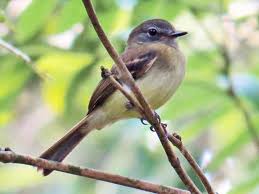 Image result for Aphanocalyx richardsiae