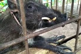 We did not find results for: Ini Penjelasan Bksda Soal Babi Hutan Aneh Di Banyumas Semarangpos Com News Semarangpos Com